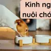 Kinh nghiệm nuôi chó cảnh để tránh bệnh thường gặp