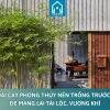 Chọn Cây Phong Thủy Trước Nhà Theo Tuổi Mang Lại Tài Lộc Vượng Khí