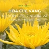 Hoa Cúc Vàng: Ý Nghĩa Sâu Sắc, Nguồn Gốc và Các Loại Phổ Biến