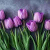 Hoa Tulip Tím Có Ý Nghĩa Gì? Khám Phá Sắc Màu Hoàng Gia
