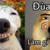Khám phá thế giới meme chó: Biểu cảm hài hước và đáng yêu 2026