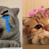 Khoảnh Khắc Meme Mèo Bựa Cười Ra Nước Mắt