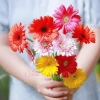 Ý nghĩa hoa đồng tiền: Biểu tượng may mắn và tài lộc ngày Tết
