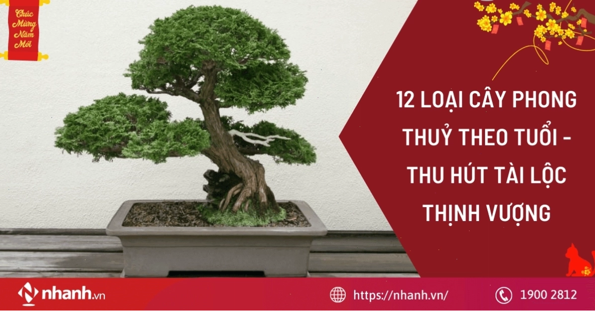 12 loại cây phong thủy theo tuổi thu hút tài lộc và thịnh vượng