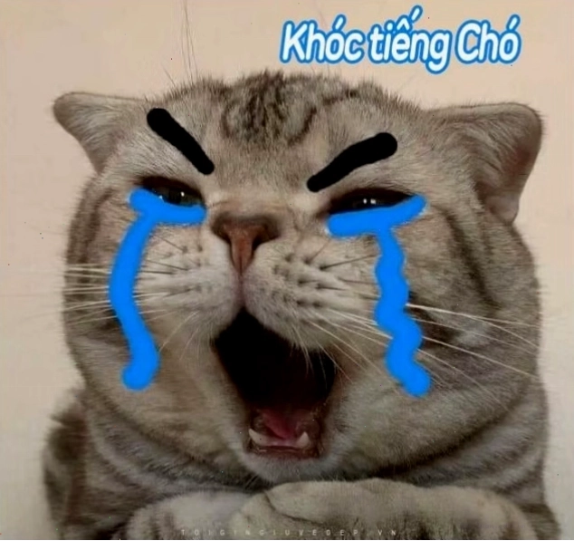 Ảnh mèo khóc với biểu cảm hài hước và ngộ nghĩnh