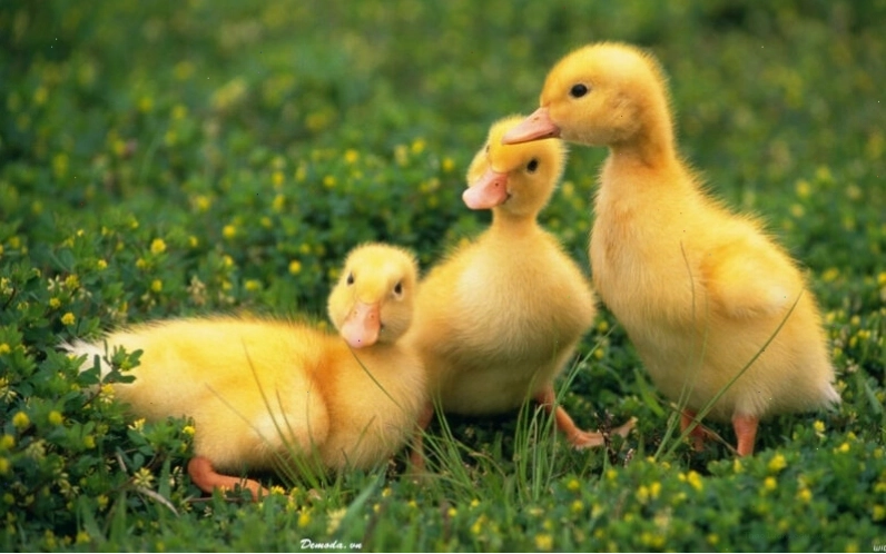 Ảnh những chú vịt con đáng yêu quây quần bên nhau