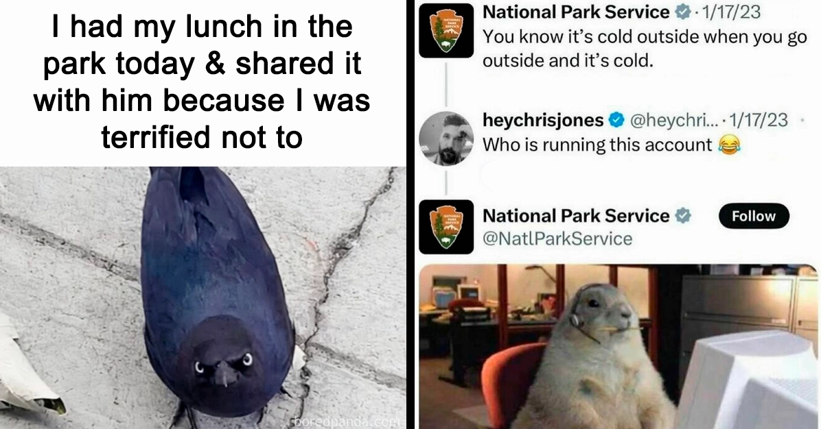 Animal Memes: Khám Phá Thế Giới Meme Động Vật Hài Hước Nhất 2026