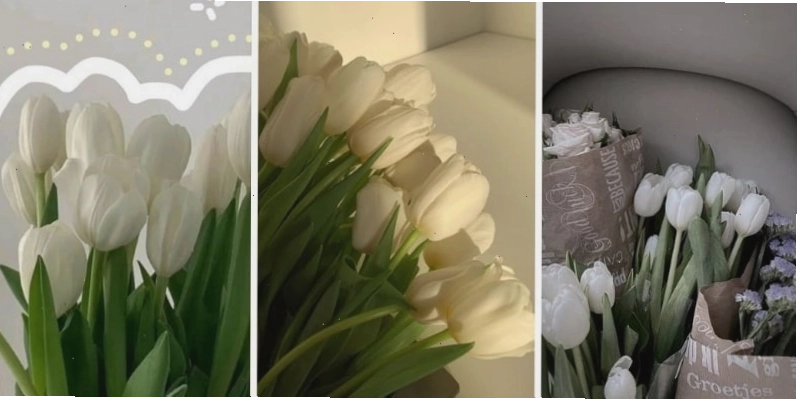 Avatar hoa tulip trắng tinh khôi