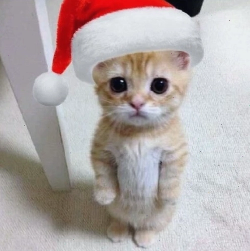 Avatar mèo Giáng sinh đội mũ ông già Noel đứng thẳng với biểu cảm ngộ nghĩnh