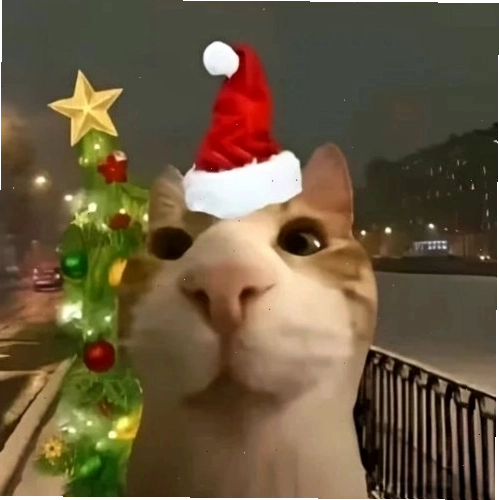 Avatar mèo Giáng sinh làm mặt ngộ nghĩnh đội mũ ông già Noel