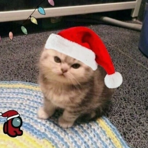 Avatar mèo Giáng sinh với mũ ông già Noel đang nhăn mặt