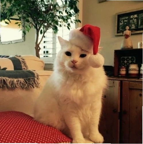 Avatar mèo Giáng sinh với mũ ông già Noel đang nhìn chăm chú