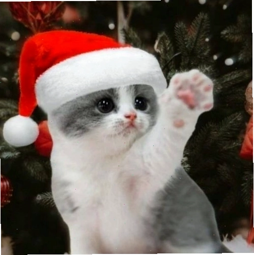 Avatar mèo Giáng sinh với mũ ông già Noel giơ tay vui vẻ