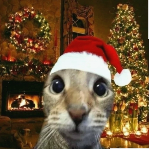 Avatar mèo Giáng sinh với mũ ông già Noel, nhìn rất tình cảm