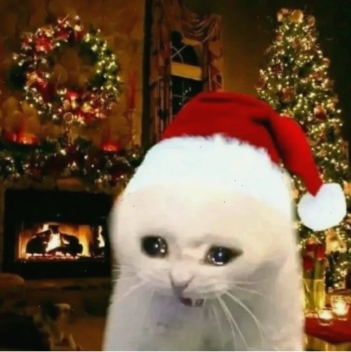 Avatar mèo Giáng sinh với mũ ông già Noel trông rất đáng yêu
