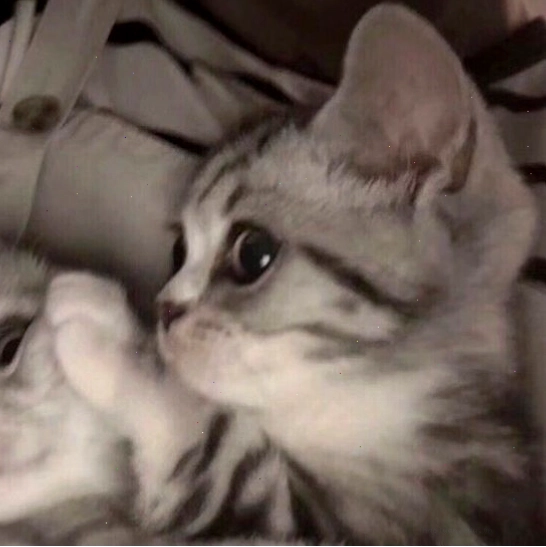 Avt Đôi Cún, Mèo ý tưởng