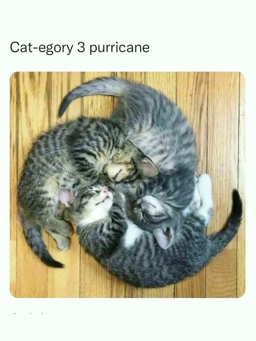 Ba chú mèo con cuộn tròn trên sàn gỗ, animal meme về 'cơn bão mèo'
