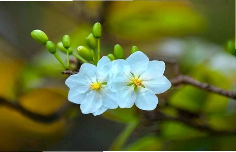 Bạch Mai với cánh hoa màu trắng tinh khôi