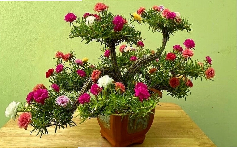 Bí quyết trồng cây bonsai ra hoa đẹp