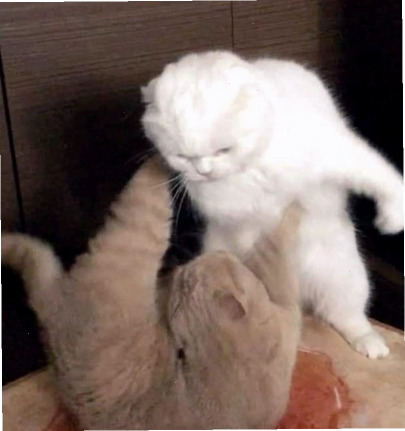 Biểu cảm của meme đánh người khi bị trêu chọc