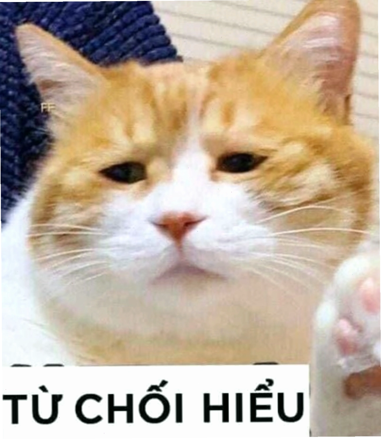 Biểu cảm từ chối hiểu cực hài của mèo, meme mèo thả tim