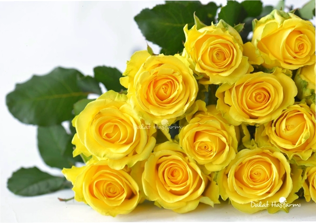 Bó hoa hồng vàng rực rỡ tượng trưng cho tình bạn