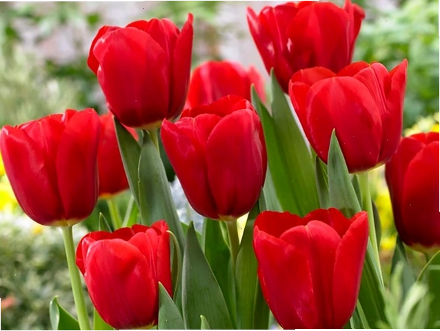 Bó hoa tulip đỏ rực rỡ tặng dịp đặc biệt