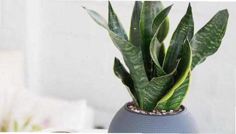 Các loại cây lưỡi hổ phổ biến