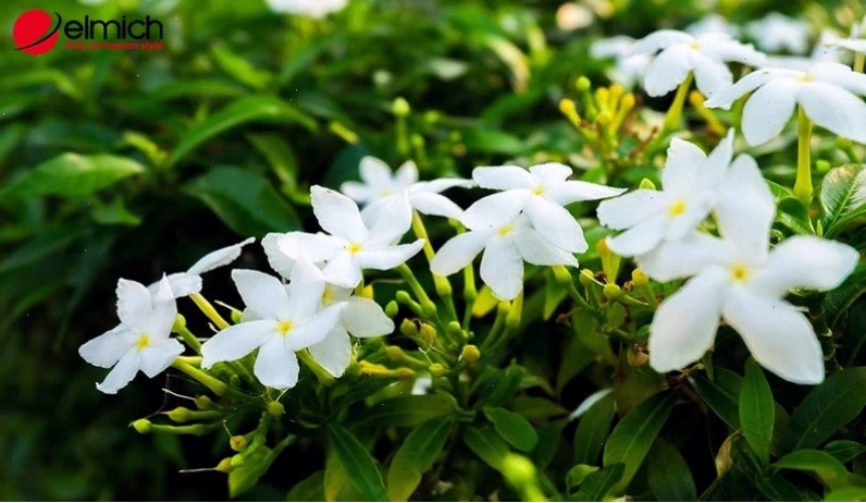Các loại hoa nhài phổ biến