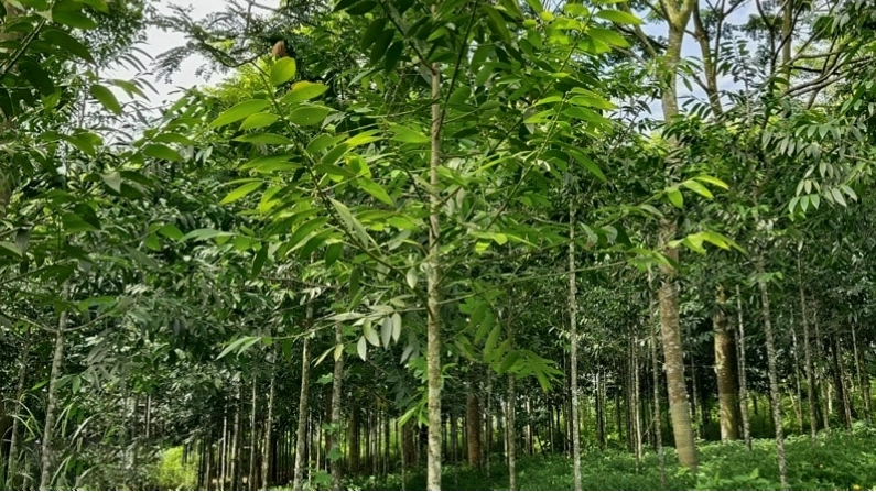 Cách chăm sóc cây kim giao đơn giản tại nhà