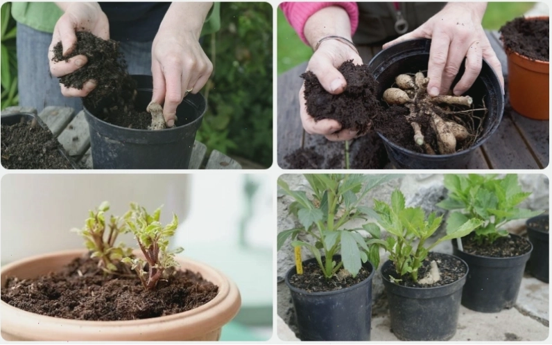 Cách đặt củ giống hoa thược dược vào đất trồng