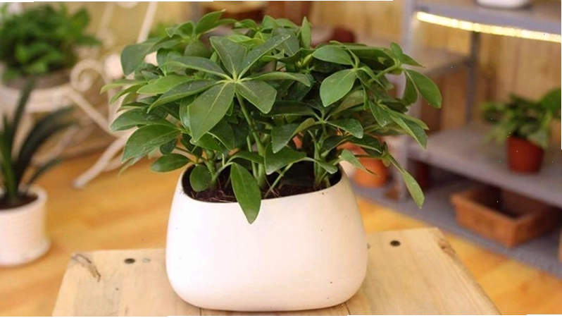 Cách trồng cây ngũ gia bì đơn giản tại nhà