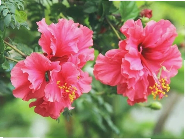 Cận cảnh bông hoa râm bụt kép với nhiều lớp cánh