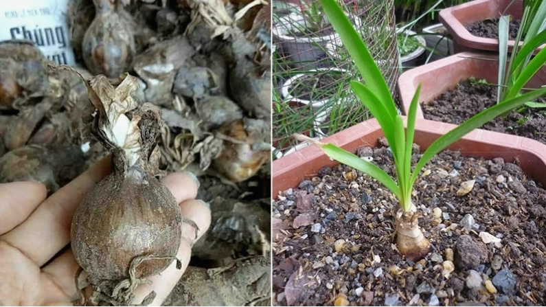 Cận cảnh củ hoa bỉ ngạn sẵn sàng để trồng