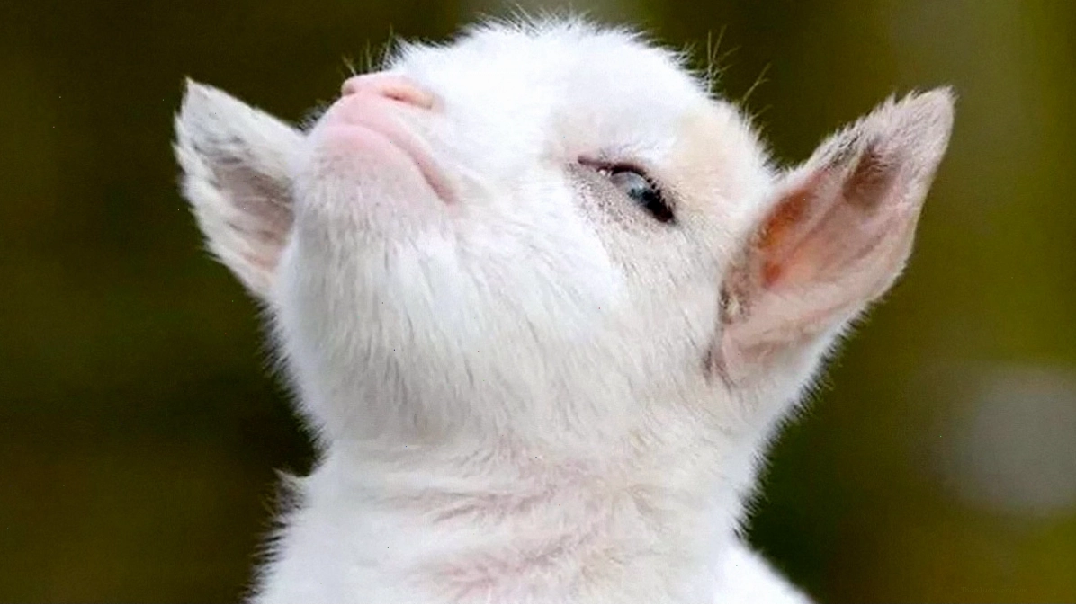 Cận cảnh khuôn mặt tự hào và tinh nghịch của một chú dê con trong animal meme