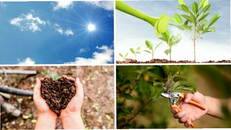 Cần chú ý đến ánh sáng, nước, phân bón, cắt tỉa khi chăm sóc cây