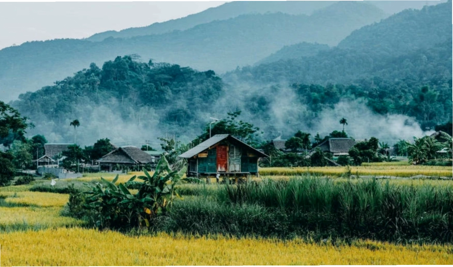 Cánh đồng lúa bao la, rộng lớn dưới bầu trời xanh ngát