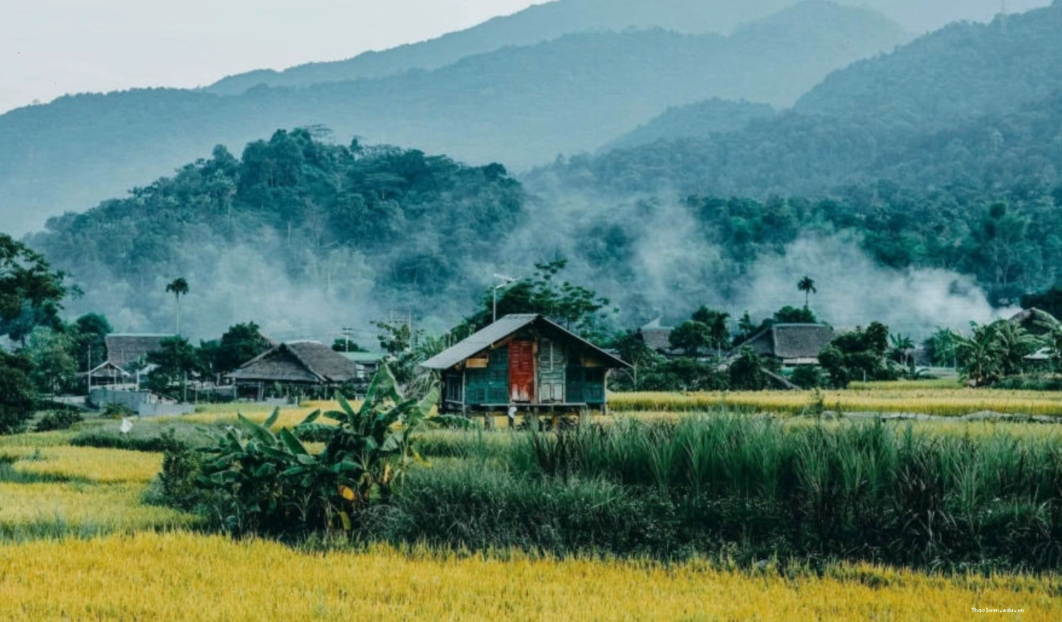 Cánh đồng lúa bao la, rộng lớn nhìn từ trên cao