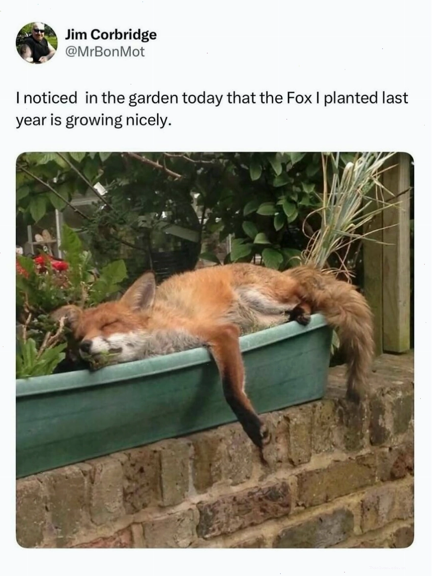 Cáo nằm trong chậu cây, một animal meme mang lại sự nhẹ nhàng