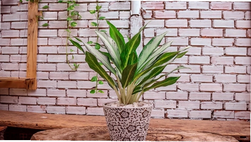 Cây Bạch Mã Hoàng Tử mang ý nghĩa thăng tiến sự nghiệp