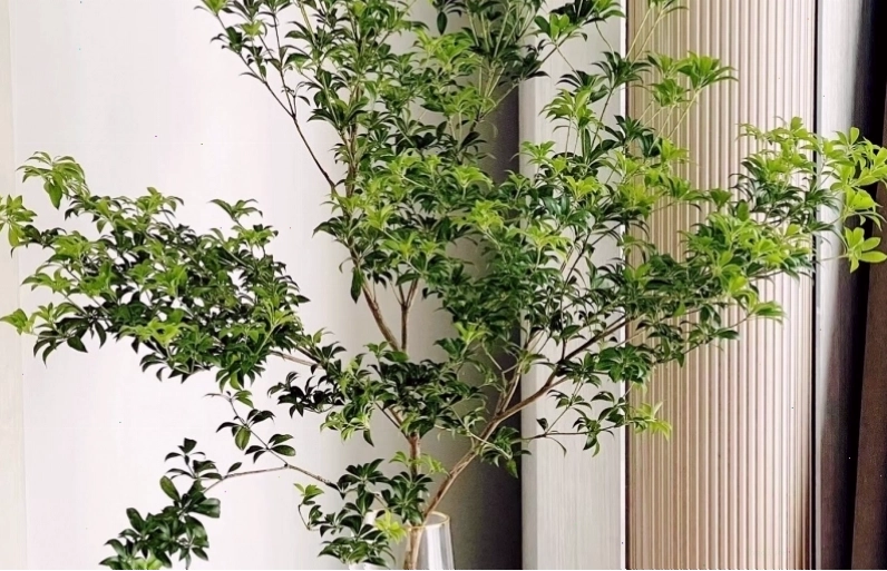 Cây cắm nước trang trí nội thất