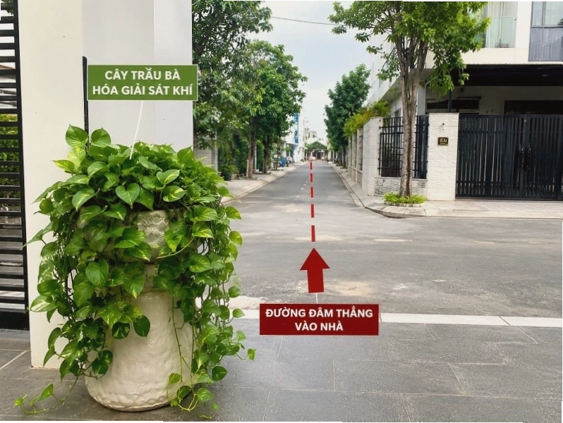 Cây cảnh giúp giảm sát khí theo quan niệm phong thủy