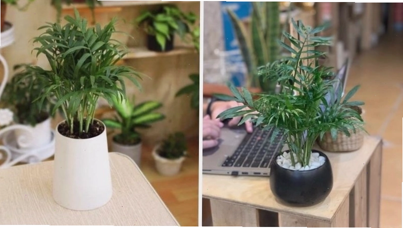 Cây Cau Tiểu Trâm mang lại may mắn và vượng khí
