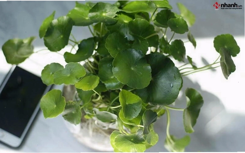 Cây cỏ đồng tiền mang lại tài lộc cho người tuổi Tỵ