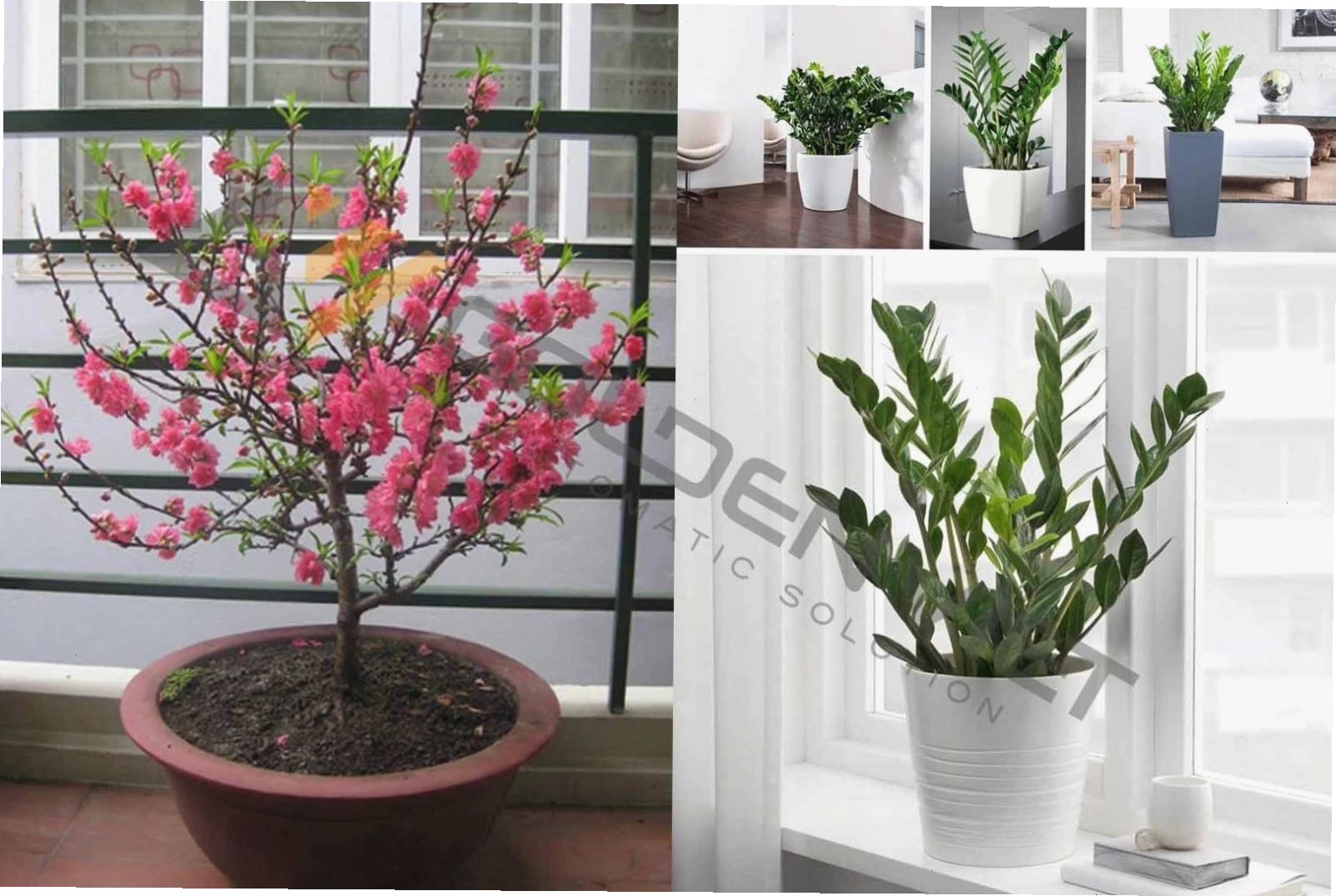 Cây đào, mai thùy, bonsai giúp hóa giải tà khí và mang lại may mắn