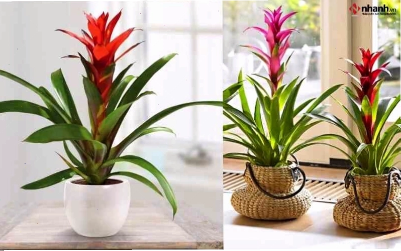 Cây Dứa cảnh nến đỏ mang lại may mắn cho người tuổi Dần