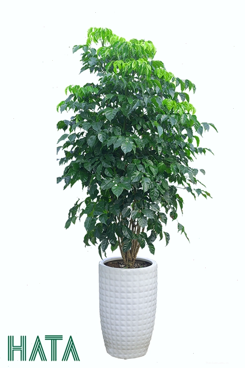 Cây Hạnh Phúc với tán lá xanh tươi tốt