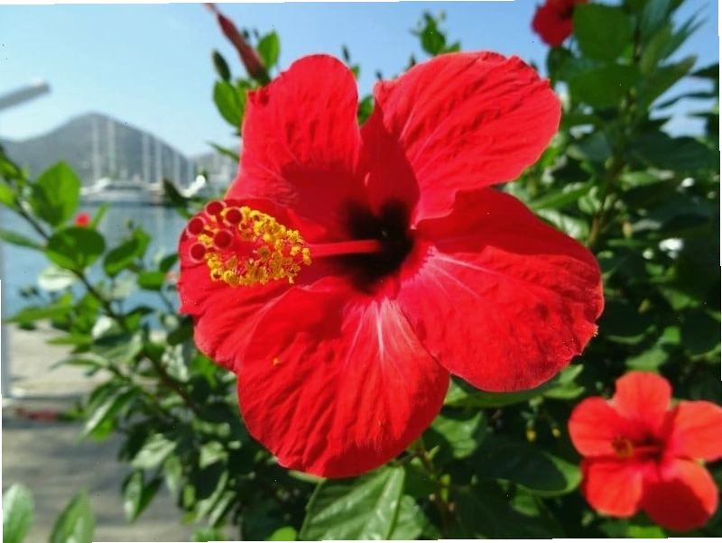 Cây hoa râm bụt nở rộ trong khu vườn