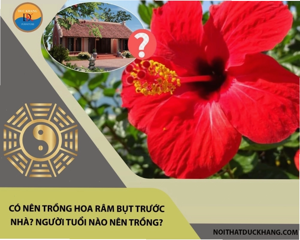 Cây hoa râm bụt với những bông hoa đỏ rực rỡ trồng trước nhà