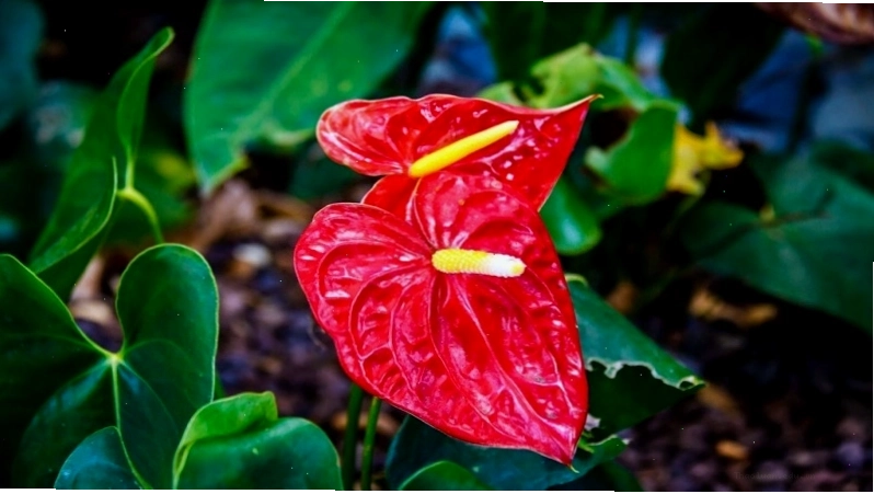 Cây Hồng Môn với hoa đỏ rực rỡ hợp mệnh Hỏa